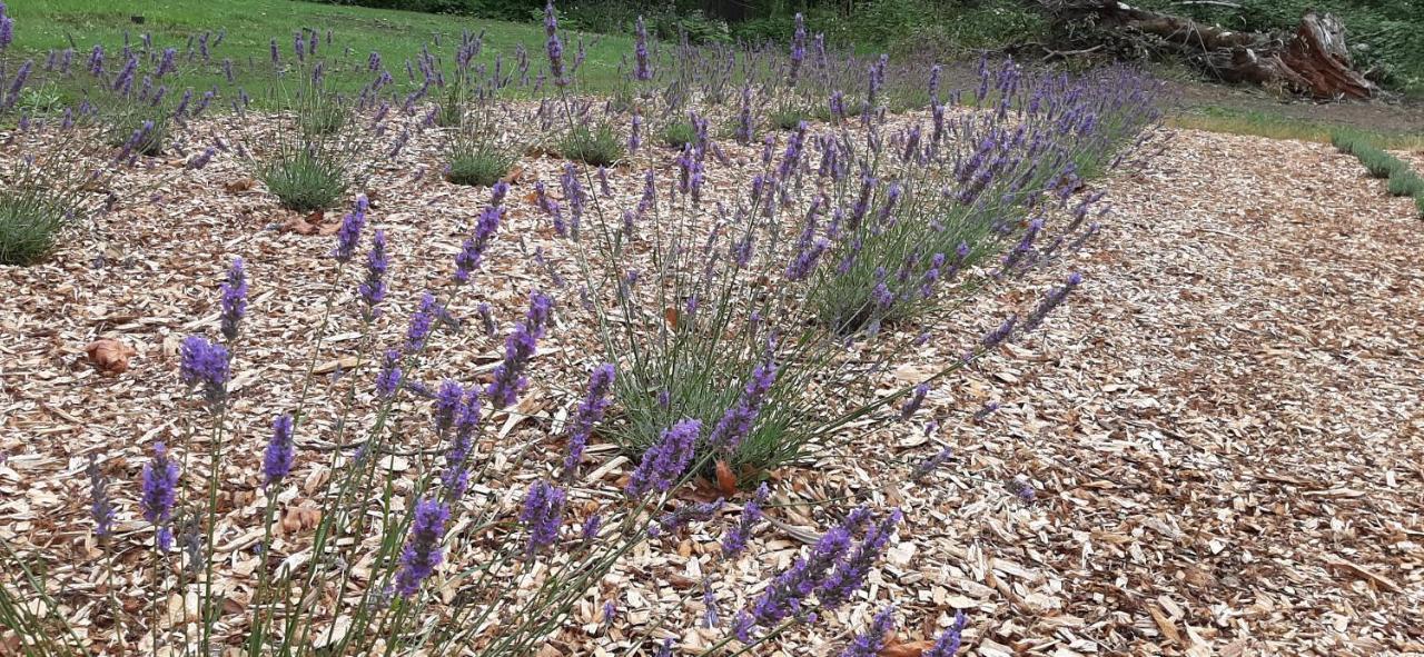 Angels Rest B&B Lavender Farm Skamania 外观 照片